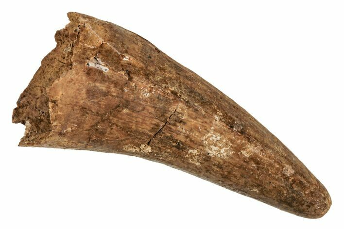 Cretaceous Fossil Crocodile Tooth - Morocco #215429